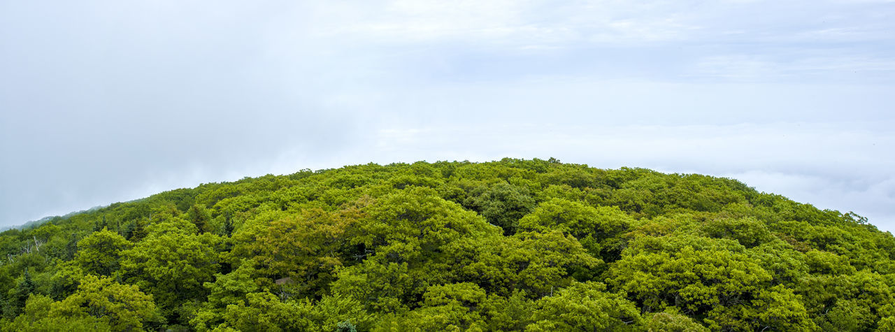 Scenic view of trees against sky