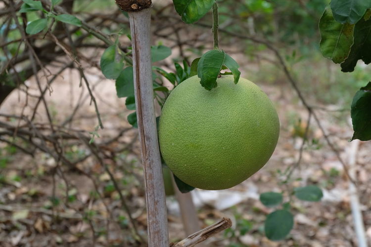 Close-up of fruit on tree