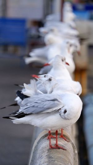 Close-up of seagulls perching