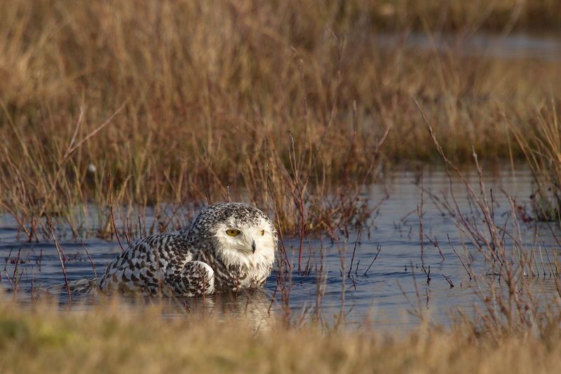 Snowy owl in pond