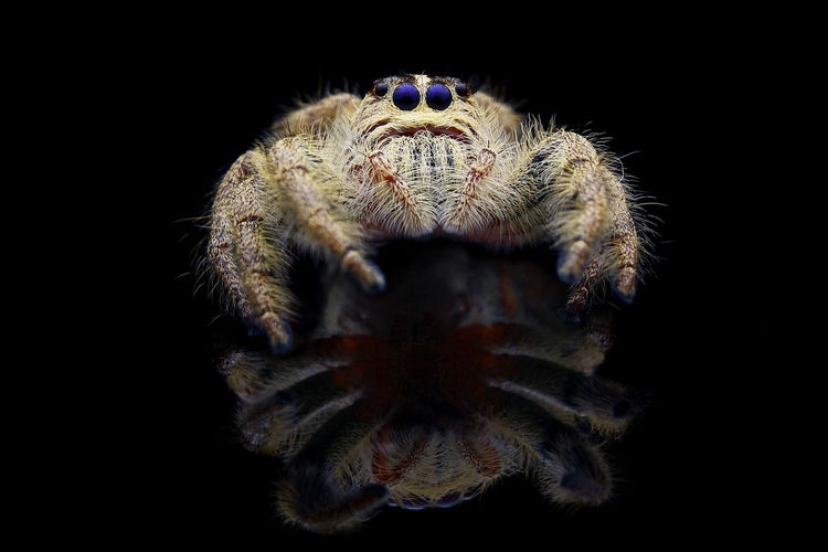 Close-up of spider on black background