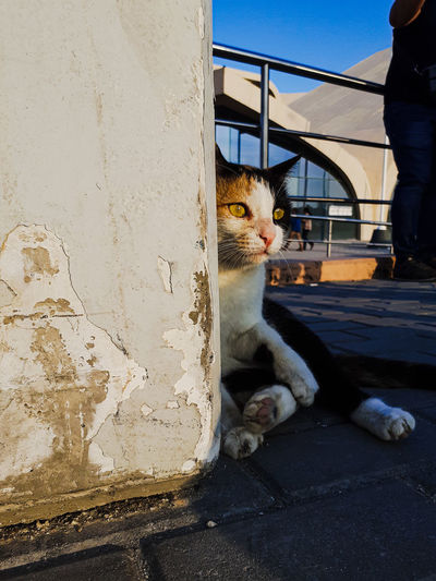 Portrait of cat sitting by wall