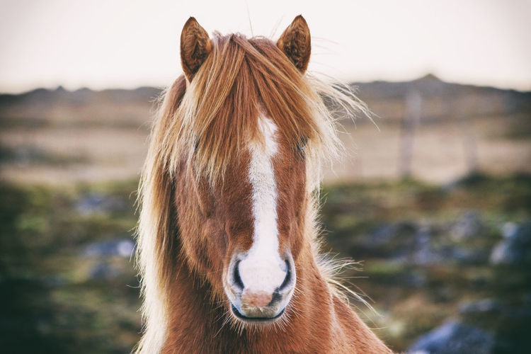 Close-up of icelandic horse against sky