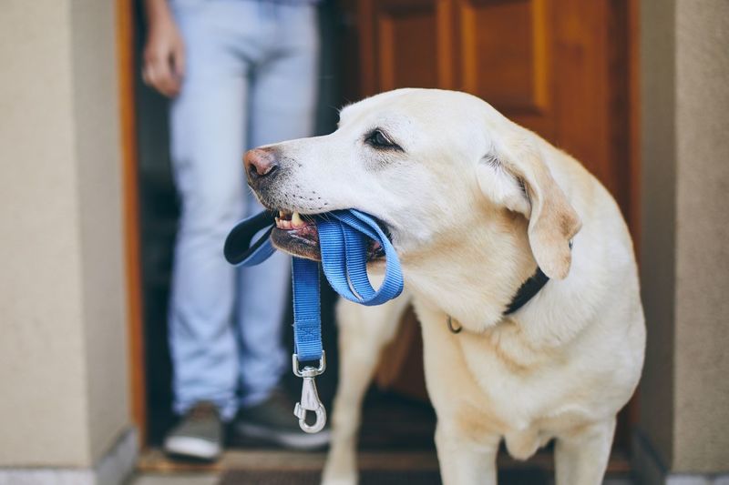 Close-up of dog carrying pet leash while person standing at doorway