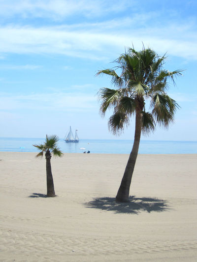Palm trees on beach against sky