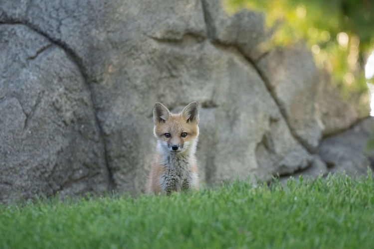 Red fox kit is looking at you while sitting in the grass on a sunny day