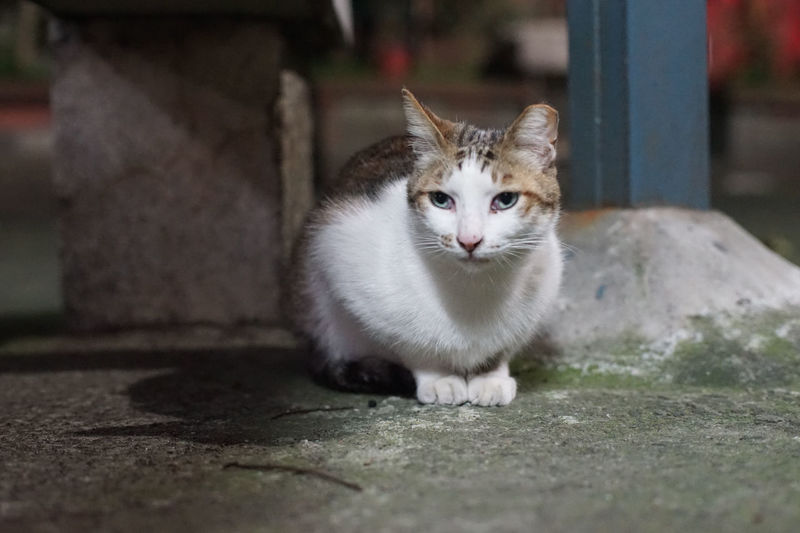 Portrait of cat sitting on floor
