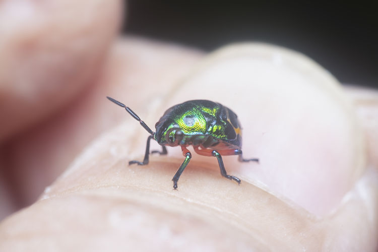 The colorful metallic jewel bug nymph.