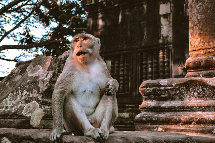 Monkey sitting in a temple