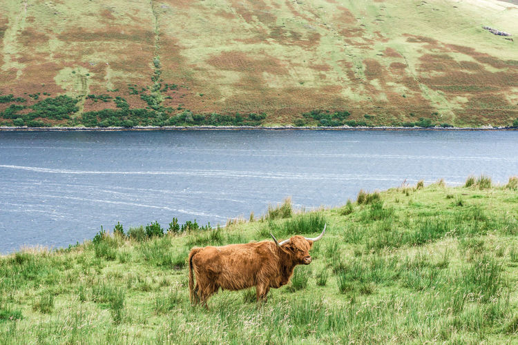 Cow standing on field by lake against sky