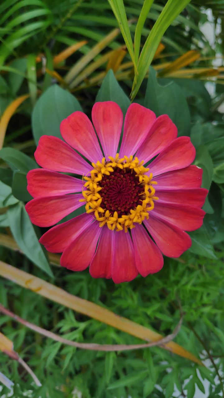 CLOSE-UP OF RED AND YELLOW FLOWER