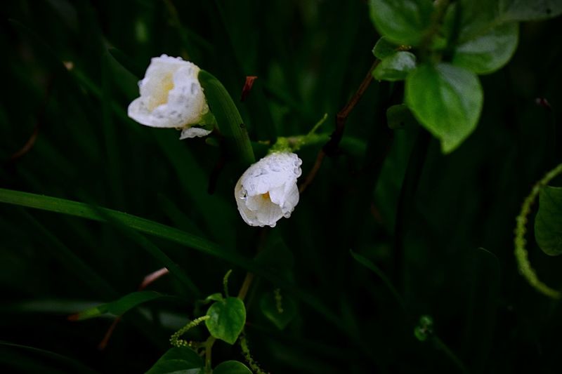 Close-up of white flowering plant