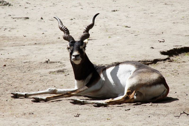 Portrait of antelope lying on ground
