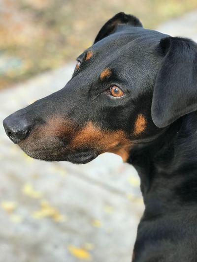 Close-up of black dog looking away