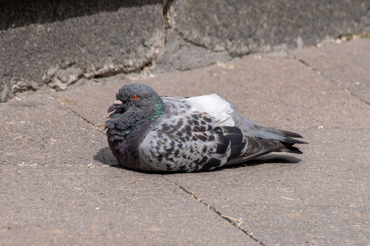 Common urban pigeon urban lifestyle