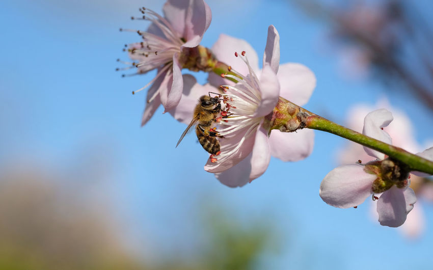 Honey bee eat pollen from peach flower in spring season, italy cilento, insect 