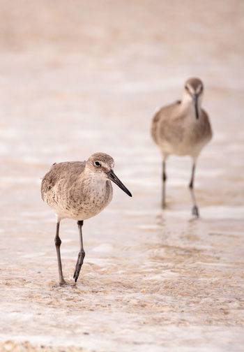 Common snipe shorebird gallinago gallinago forages for food at barefoot beach in bonita springs