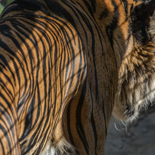 Full frame view of a tiger walking away in a zoo