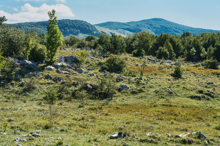 Bushes in the grasslands of the croatian mountains in summer.