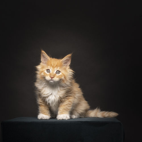 Portrait of cat