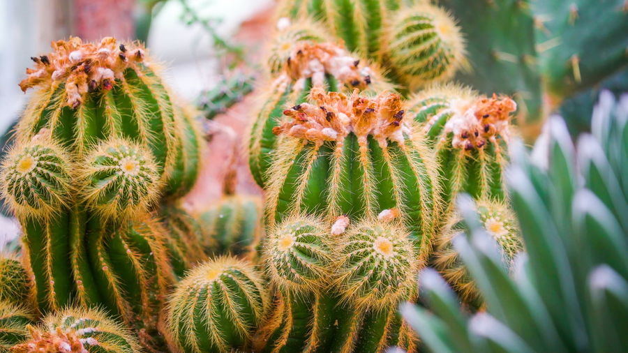 Close-up of succulent plant