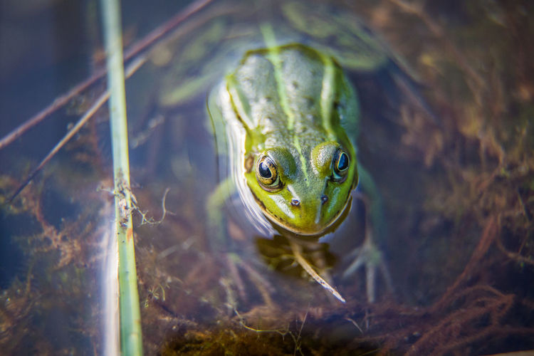 Close-up of frog in water