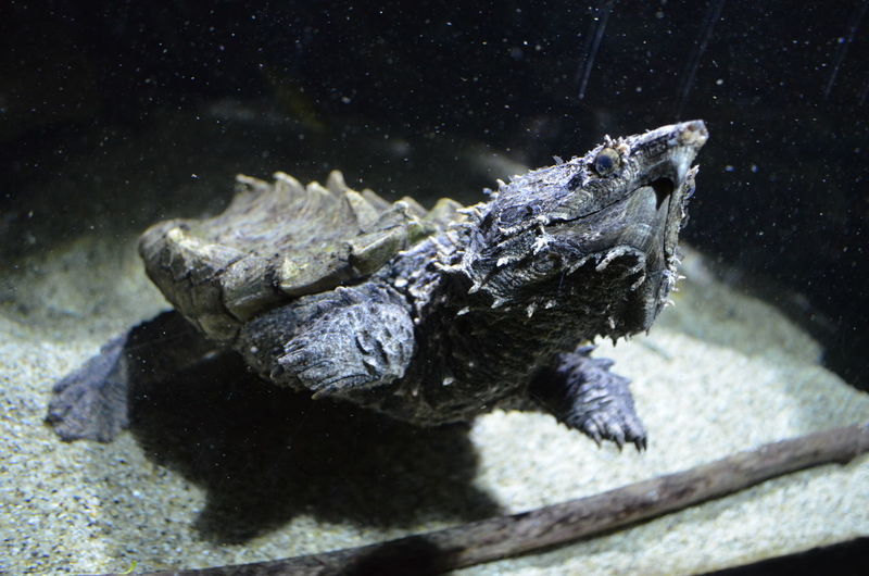 Close-up of alligator snapping turtle in tank at aquarium