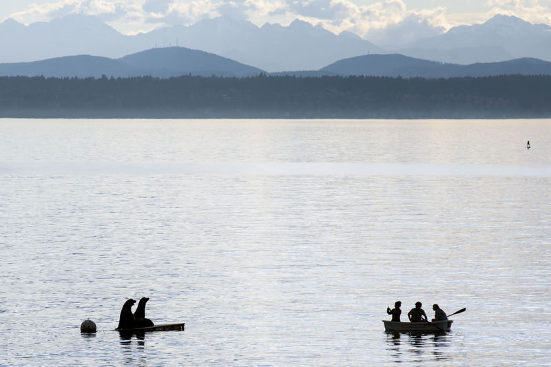 Silhouetted sea lions and young people in a row boat out on puget sound near seattle, posing 