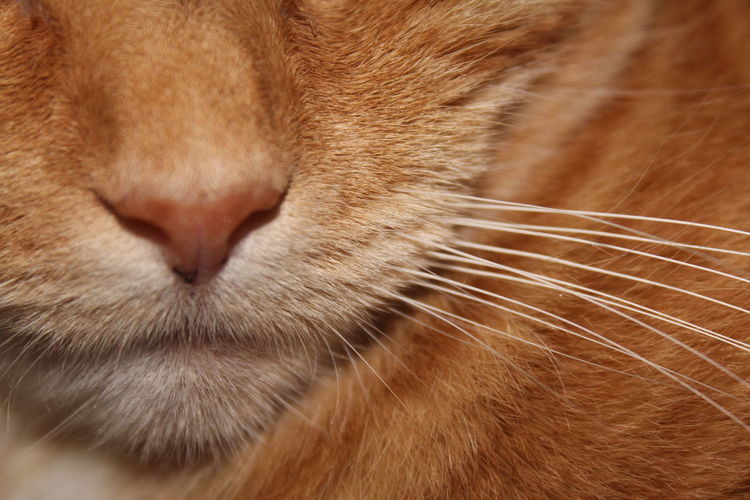 Close-up of cat face