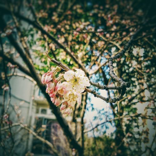 Close up of white flowers blooming on tree