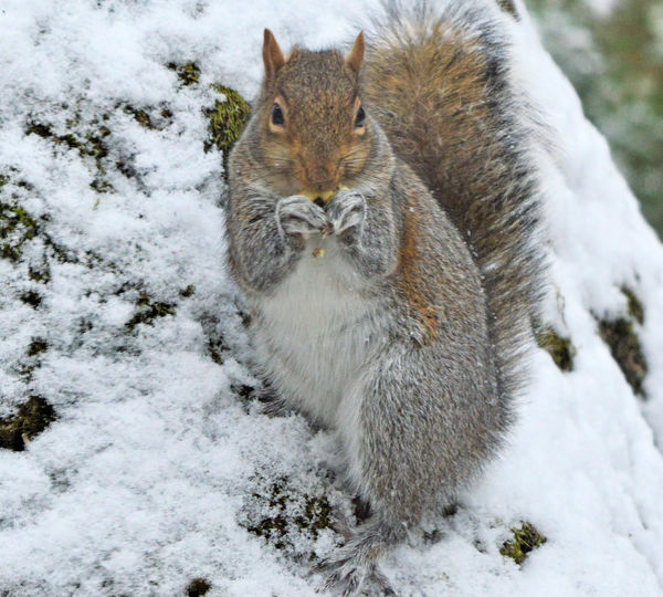 Portrait of squirrel on snow