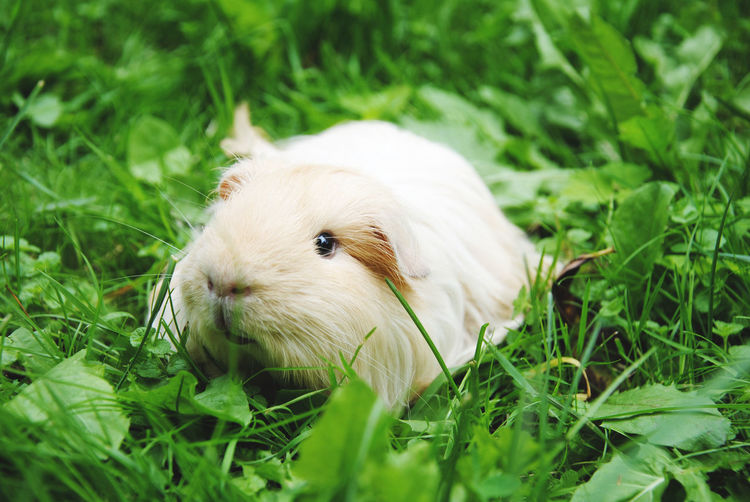 Close-up of guinea pig on field