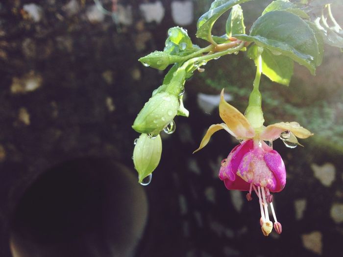 Close-up of flowers