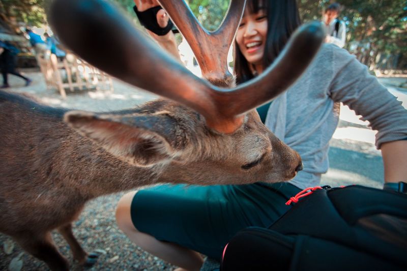 Woman sitting with stag at zoo