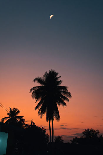 Low angle view of palm trees against sky during sunset