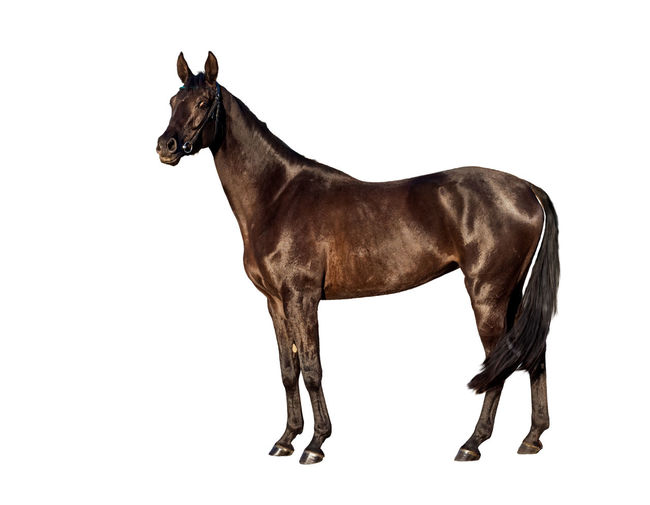 Horse standing against white background
