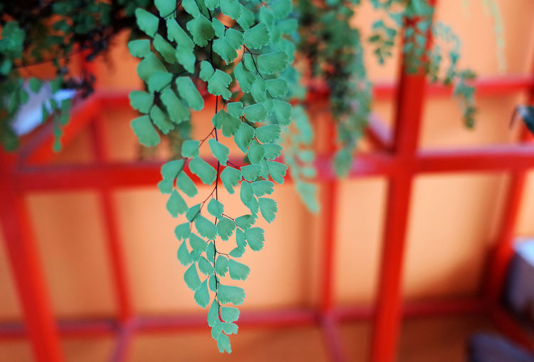 Close-up of plant hanging on tree