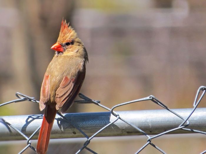 Close-up of cardinal perching on chainlink fence