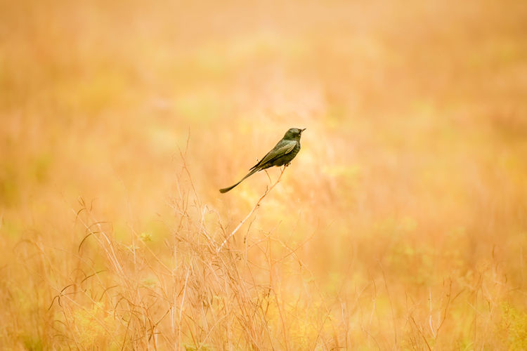 Bird flying over field