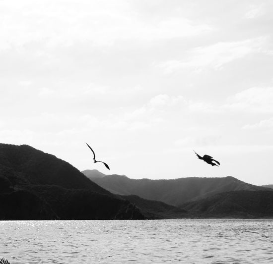 Seagulls flying over sea against sky