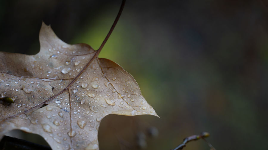 Close-up of raindrops on maple leaf