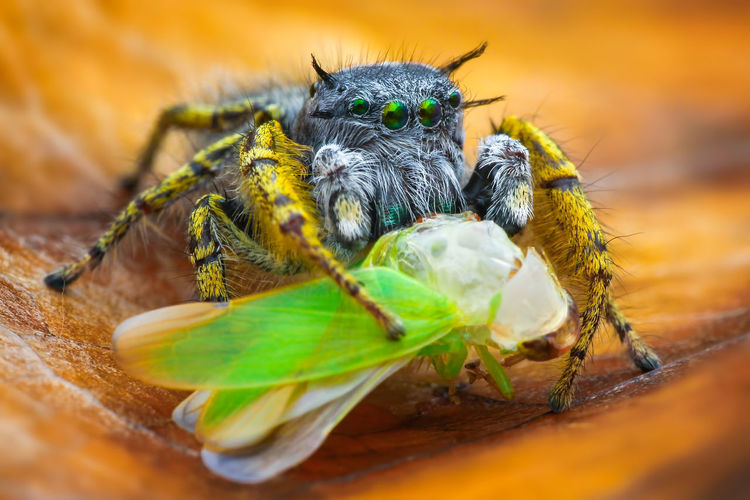 Close-up of spider with insect