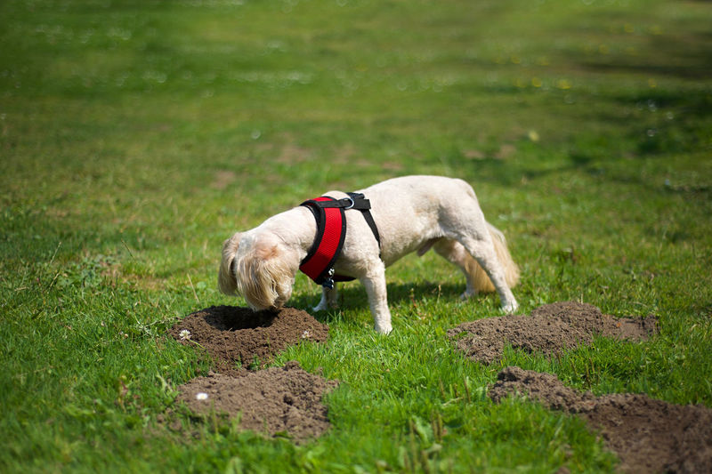 Dog on field