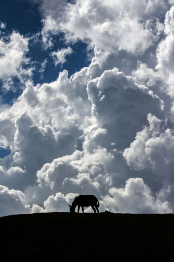 The silhouette of the grazing horse
