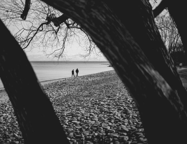 People walking on shore by tree against sky