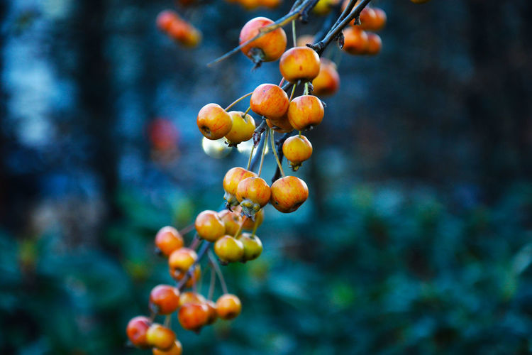 A branch with frozen unripe berries in the early morning