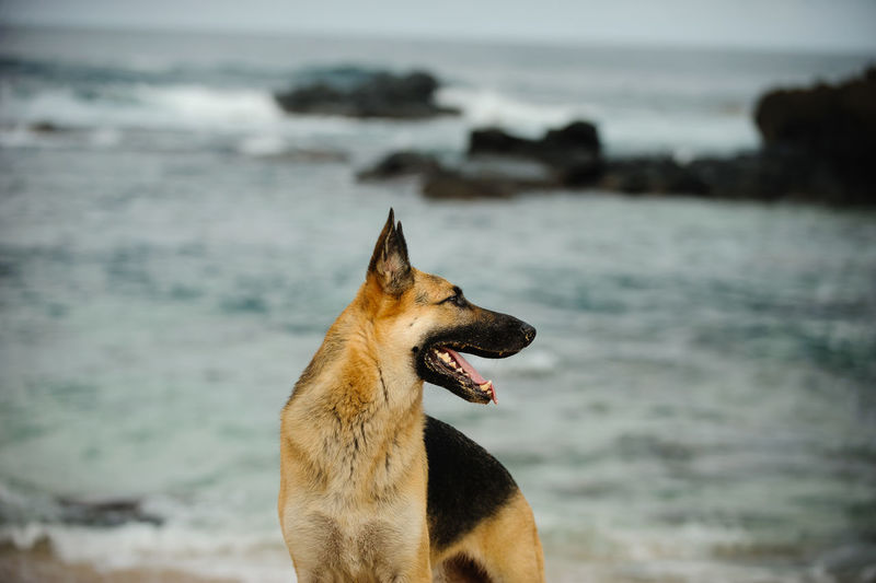 German shepherd sticking out tongue while looking away against sea