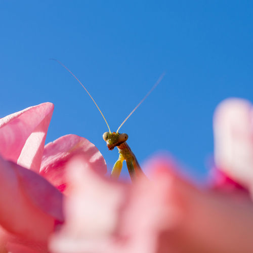 Green praying mantis poking its head out from behind a pink rose