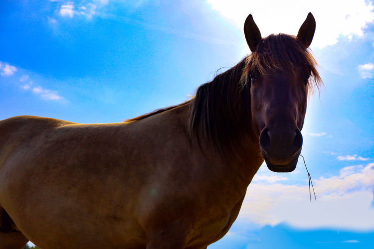 Low angle view of horse standing against sky
