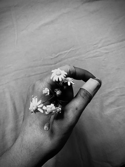 High angle view of woman hand holding white flowering plant